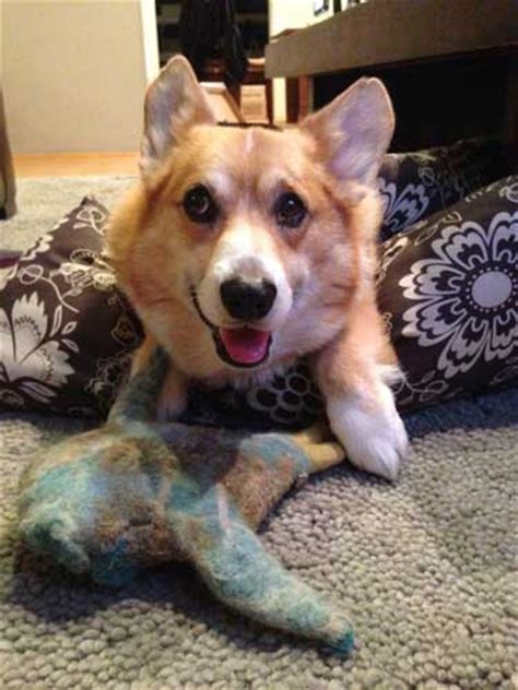 corgi fish|Curbys Corgis .